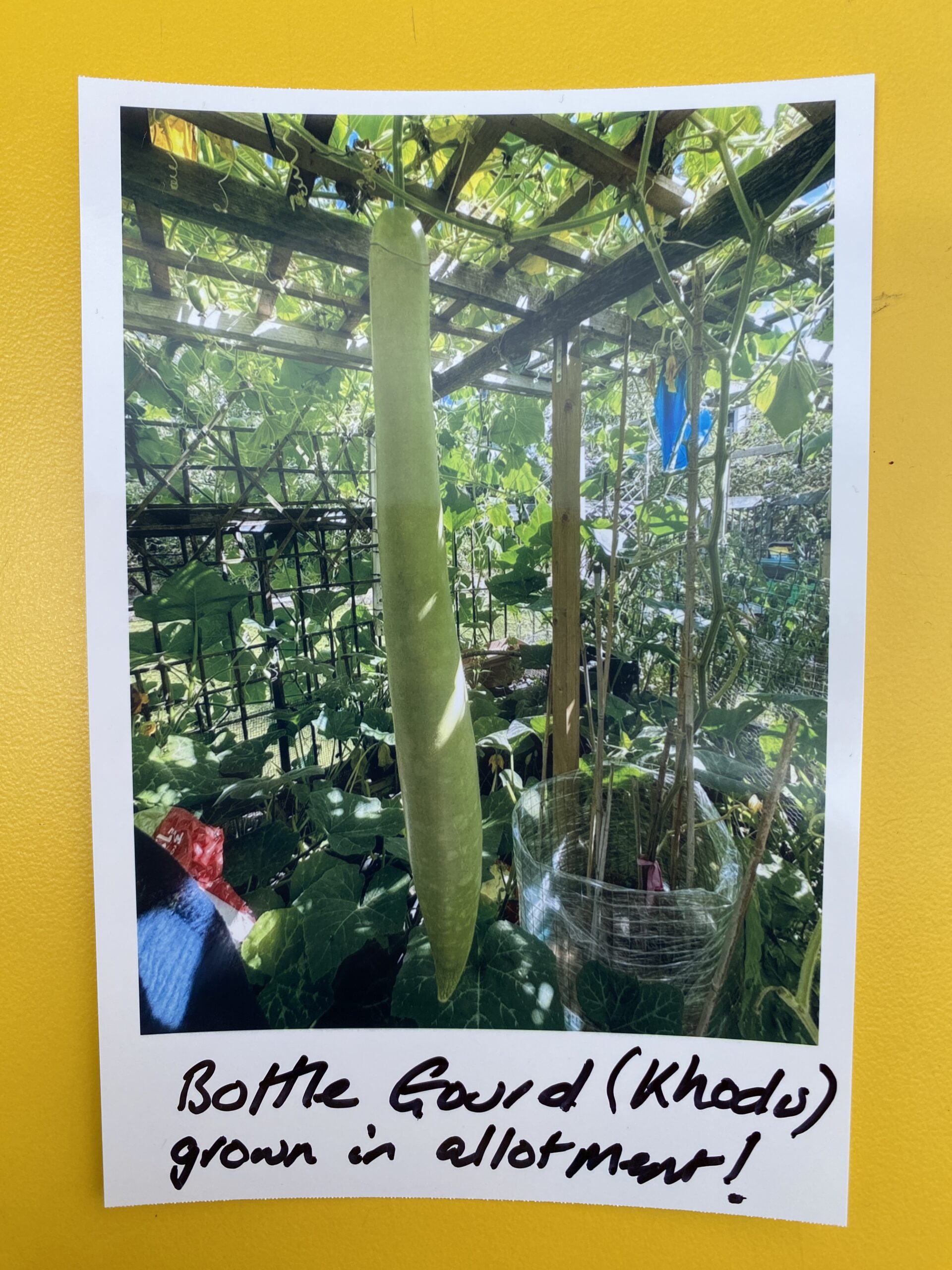 mindful-photo-workshop-growing-bengali-vegetables-UK